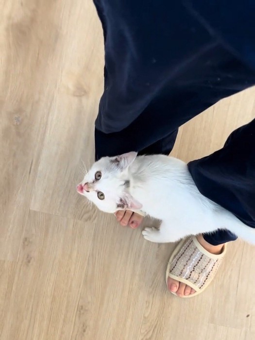 見上げて鳴く子猫