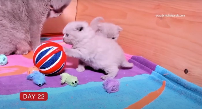 ボールで遊ぶ子猫