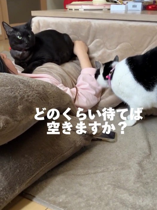 人の上に乗る黒猫