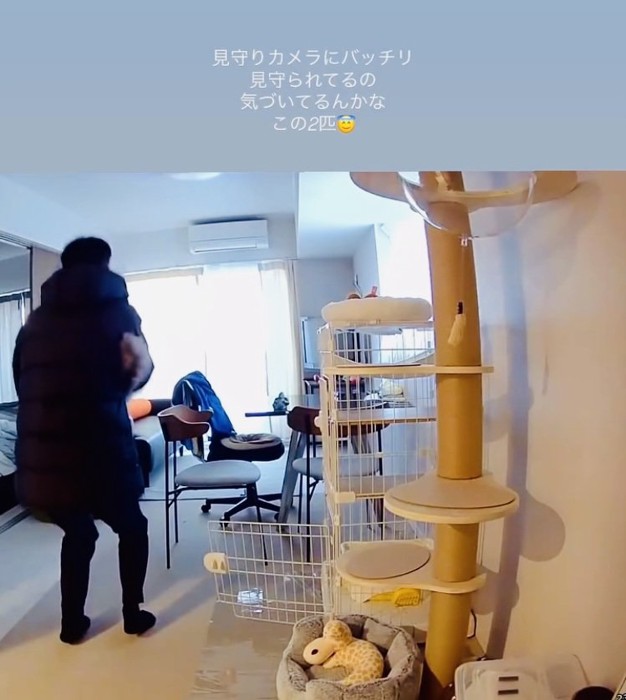 パパに抱っこされる保護猫