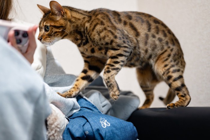 飼い主に近寄る猫