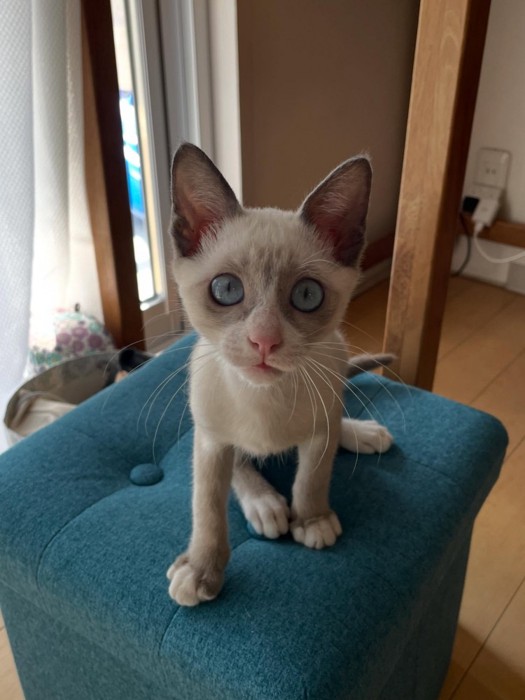 いすに座る子猫