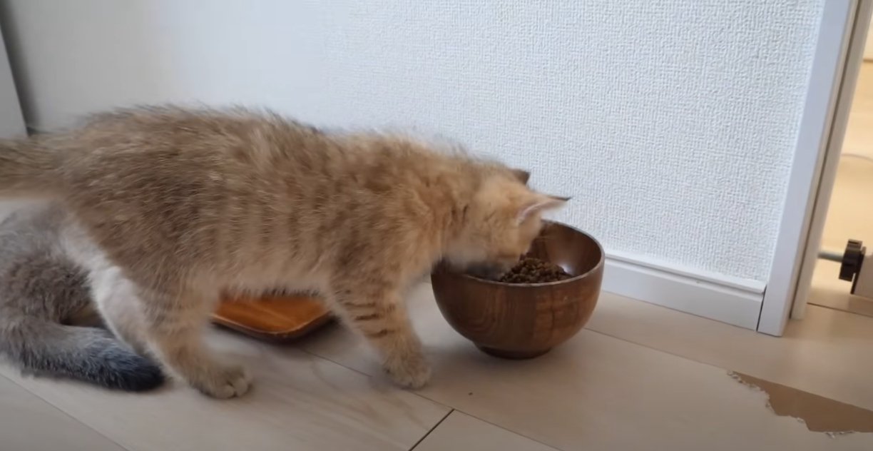 ごはんを食べる子猫