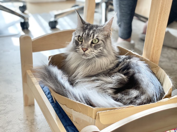 箱に入るグレーの猫