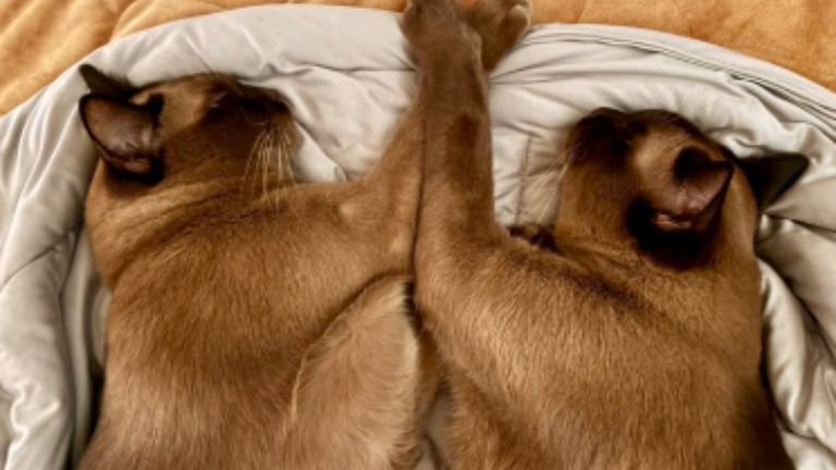 寄り添っている猫たち