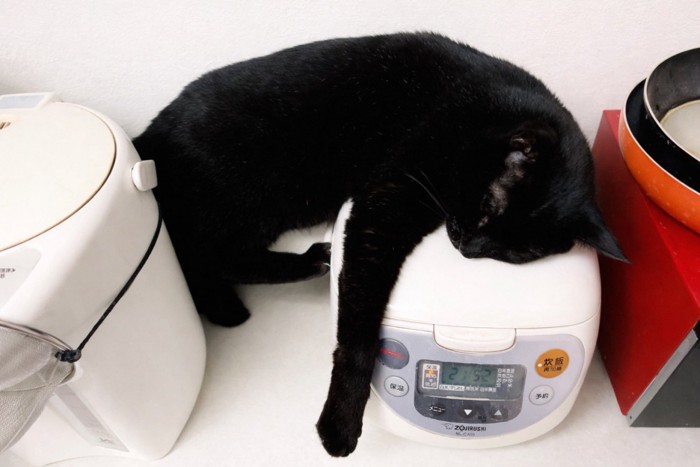 炊飯器の上で眠る黒猫