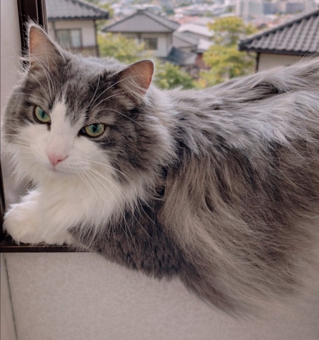 窓辺でくつろぐ猫