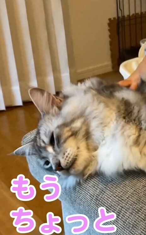 なでられてもの言いたげなメインクーン