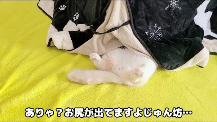 こたつ布団からお尻と足を出している猫