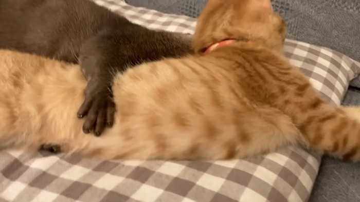 横になる子猫を抱きしめる黒い手