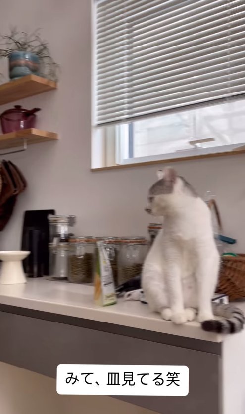 カウンターの上に座ってお皿を見る猫「みて、皿見てる笑」