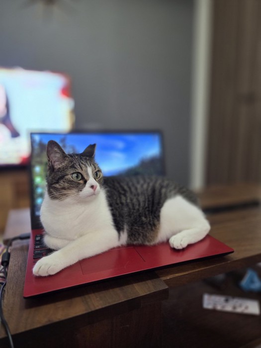 パソコンの上でくつろぐつくねちゃん