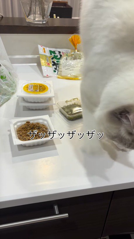 納豆に砂かけをする仕草をする猫