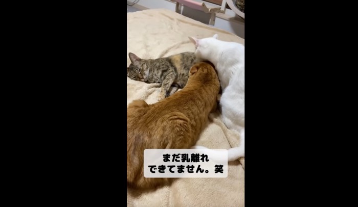 横たわる猫の乳を飲もうとする猫2匹