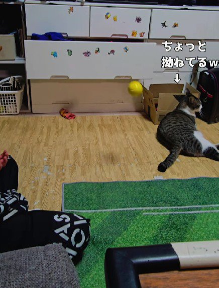 キャッチボールをする男の子と猫