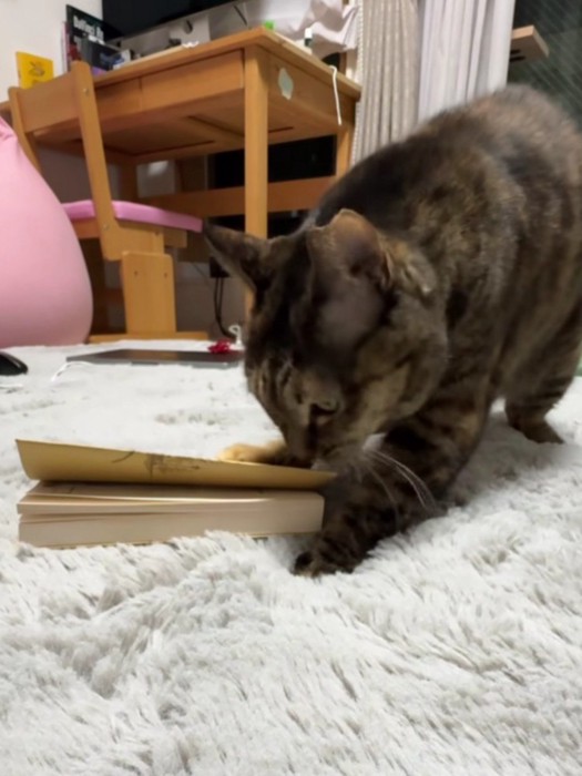 本を制圧する猫