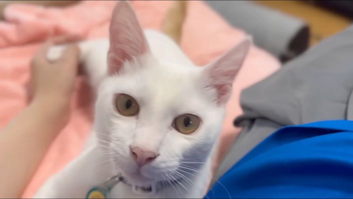 投稿者を見上げる猫