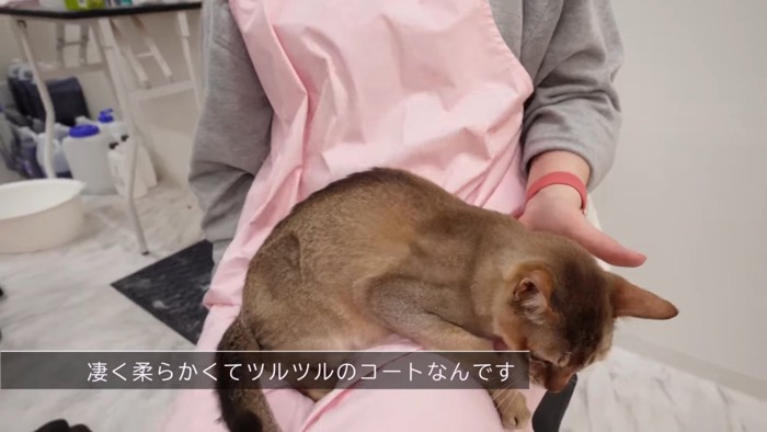 ひとの膝の上に乗る猫