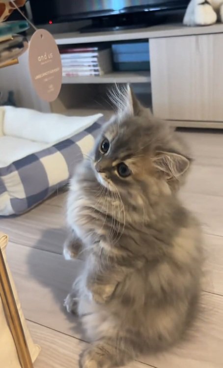 後足で立つミヌエットの子猫