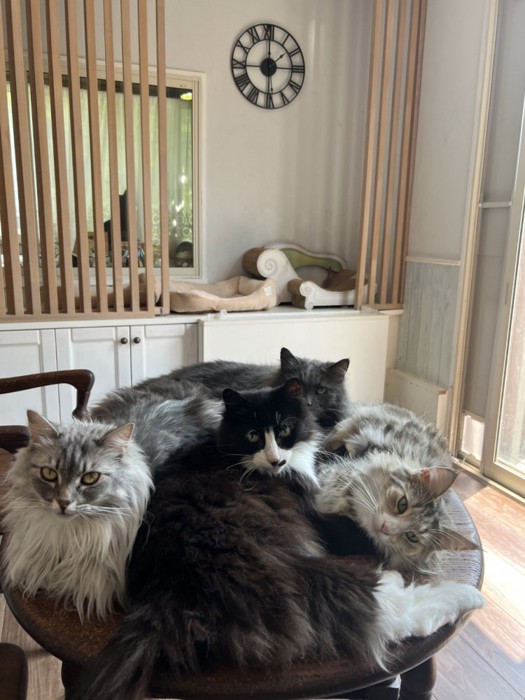 テーブルに4匹の猫が集合している