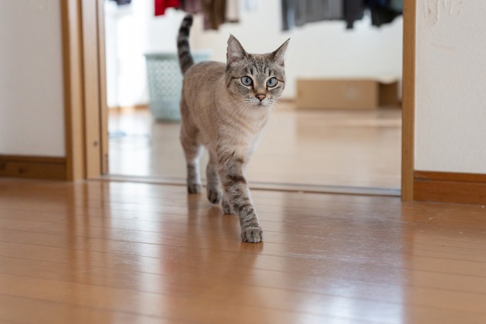 一直線上に足を置く猫