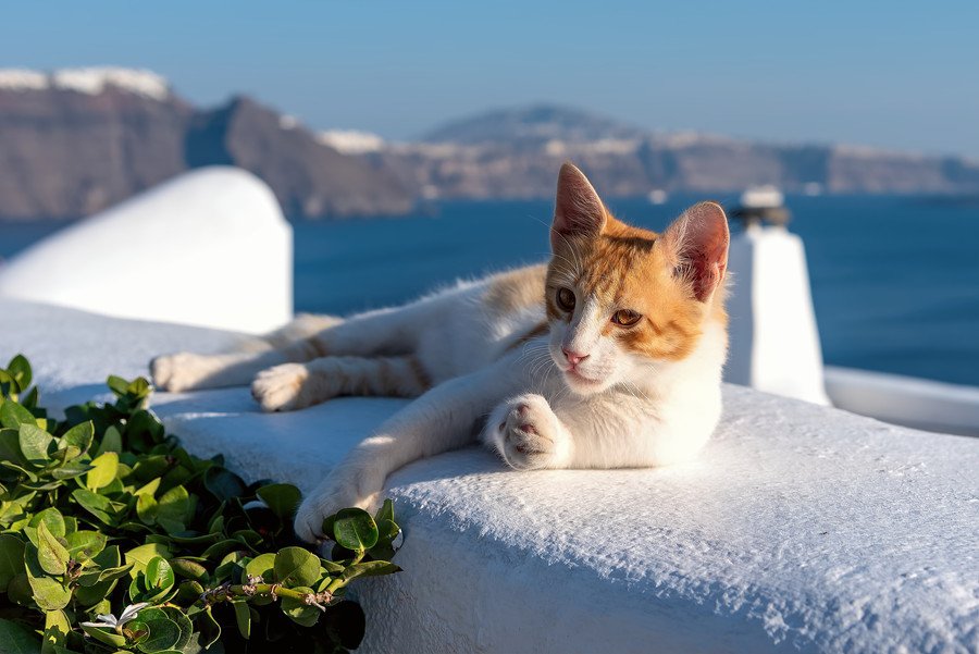 眠そうなギリシャの猫
