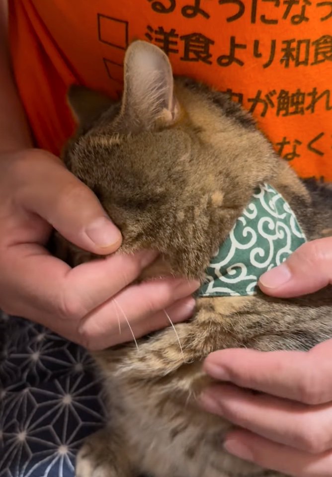 膝の上でくつろぐ猫