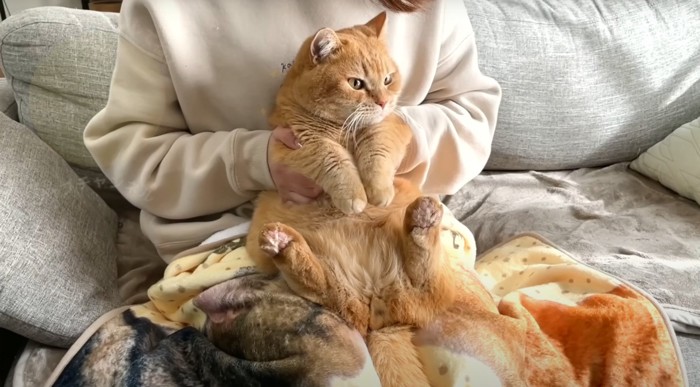 抱っこされる茶トラ