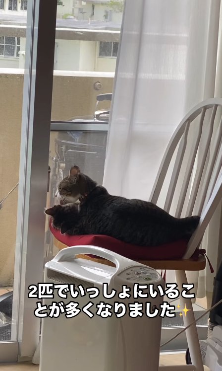 椅子の上で子猫の毛づくろいをしている猫