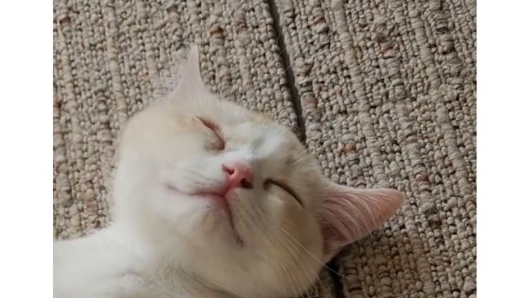 寝ている子猫