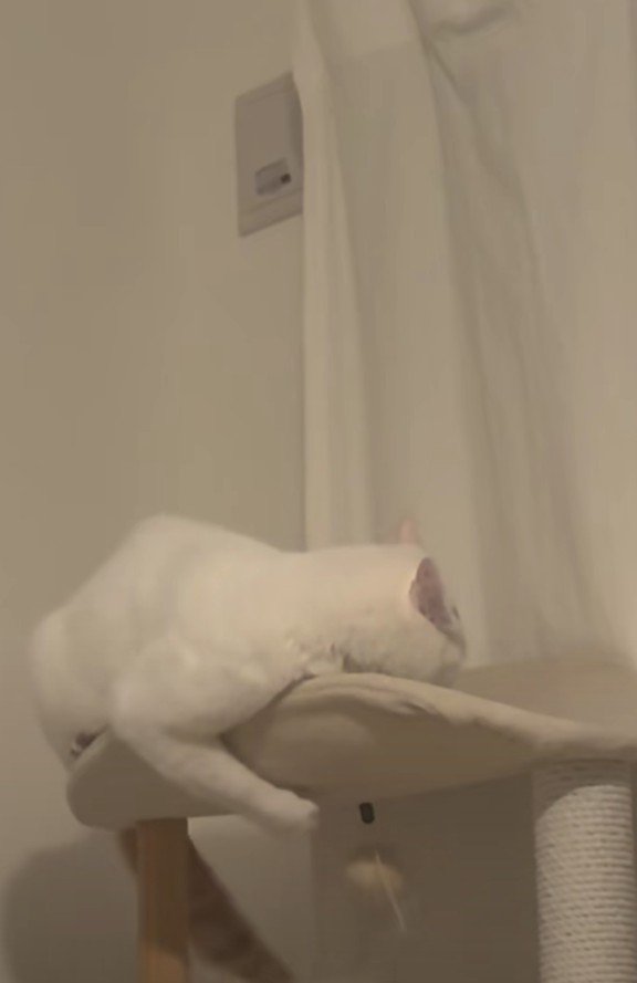 キャットタワーにいるぽにおくん