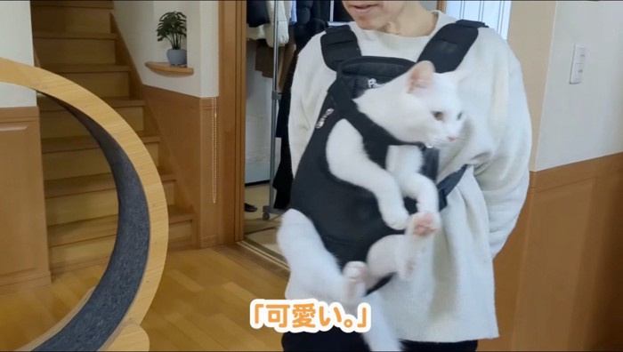 抱っこ紐で女性に抱っこされる猫