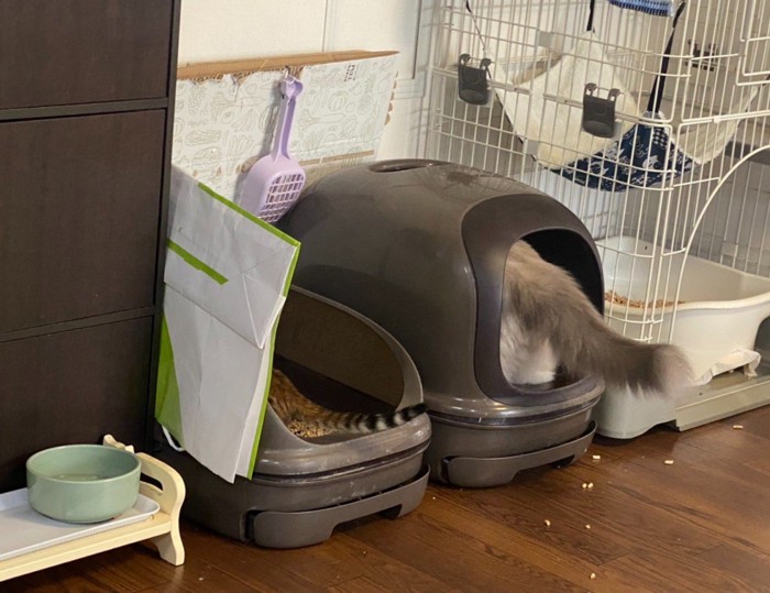 トイレに入った2匹の猫