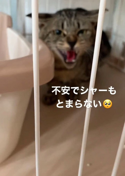 ケージの中で威嚇する猫