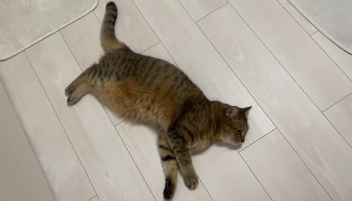 寝転がるみにらくん