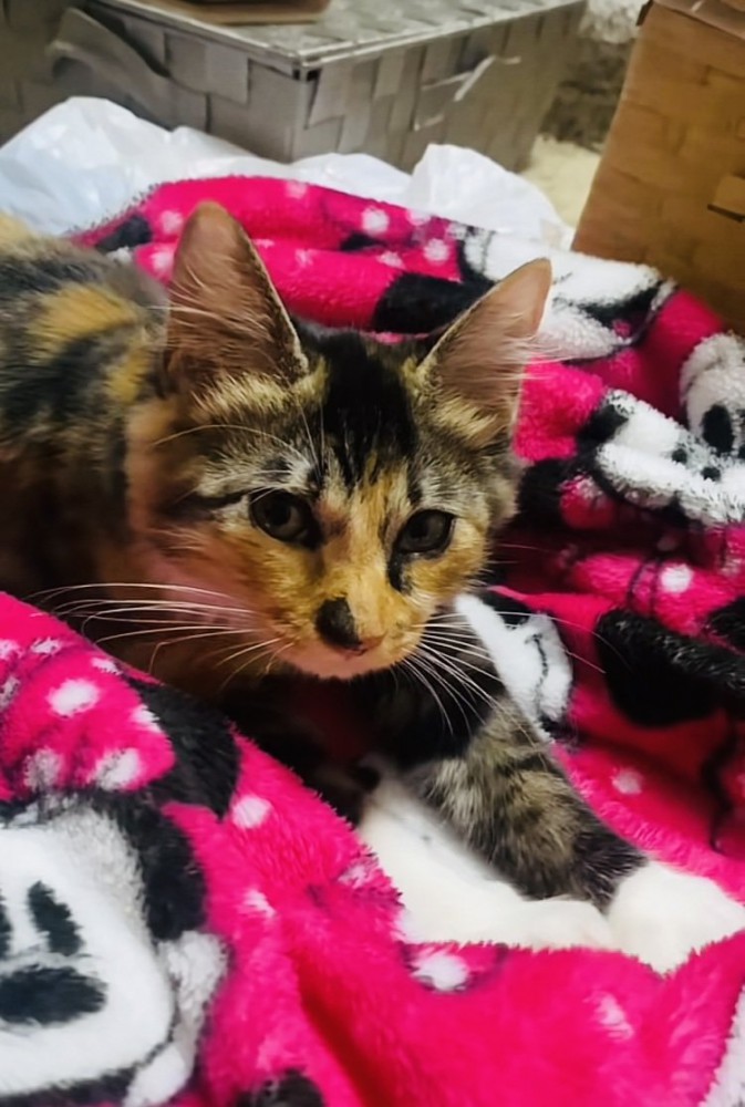 毛布をフミフミする三毛猫