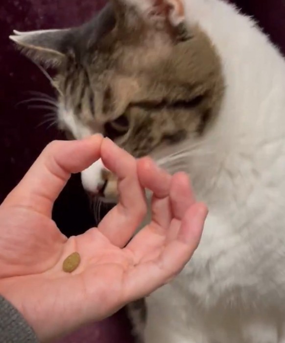 横目で盗み見する猫