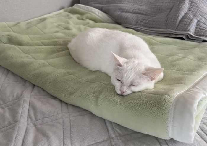 毛布の上に寝そべる猫