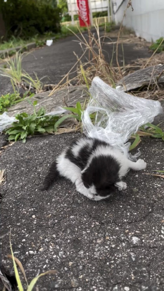 うずくまる子猫