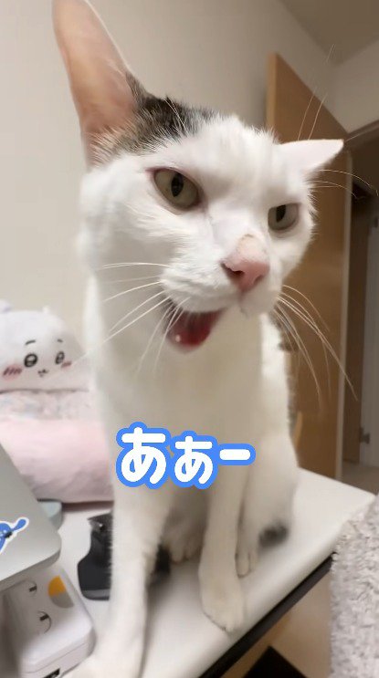 口を開ける猫