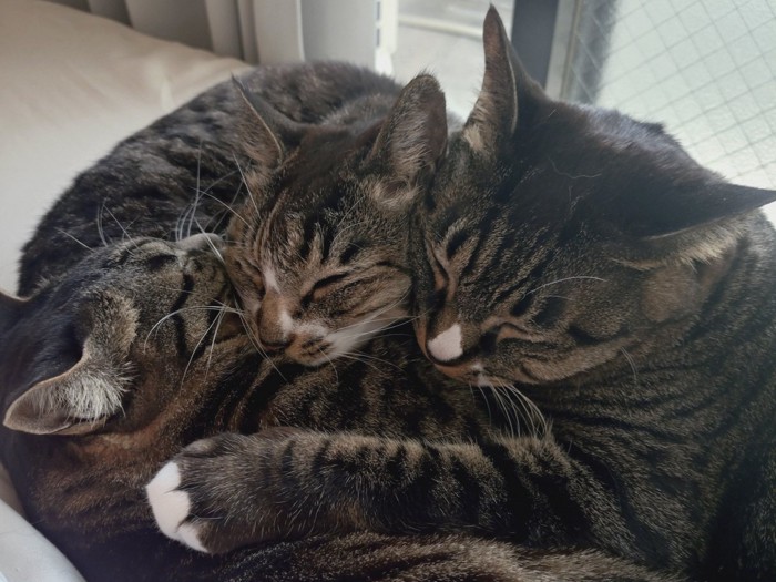 顔をくっつけて寝る3匹の猫