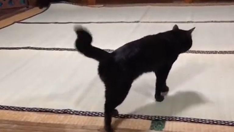 その場を立ち去る猫