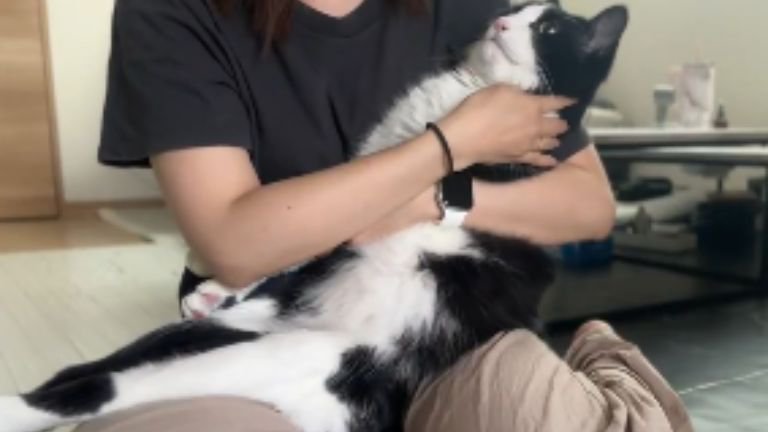 抱っこされている猫