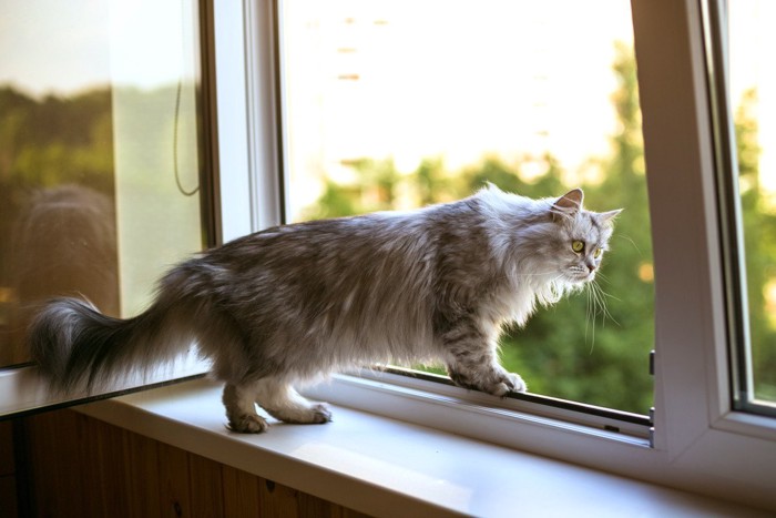 窓から外を見る猫