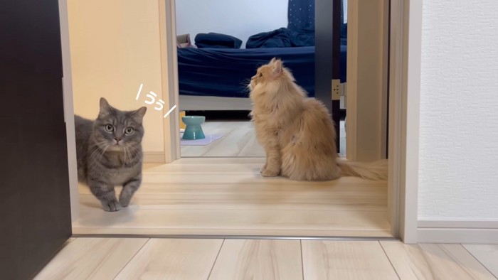 部屋に入ろうとする猫と廊下にいる猫