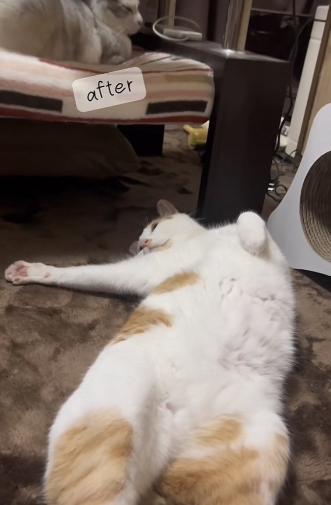 カーペットに仰向けに寝る三毛猫