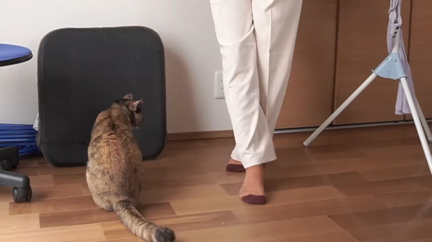 足元に座る猫