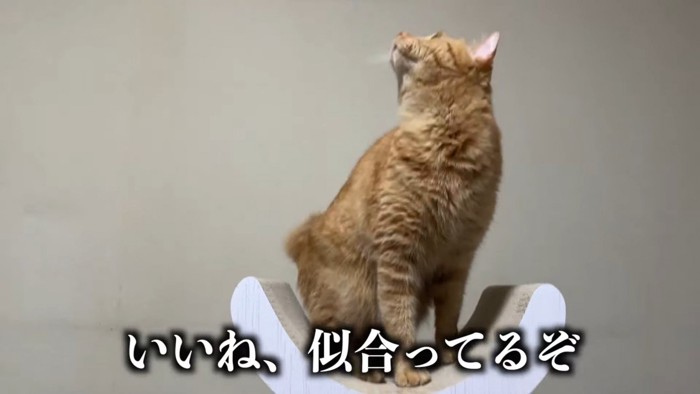 つな「なかなかいいねえ」