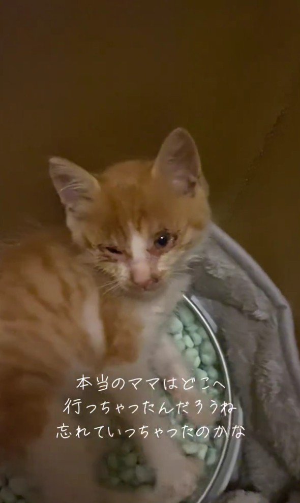 ボロボロの子猫