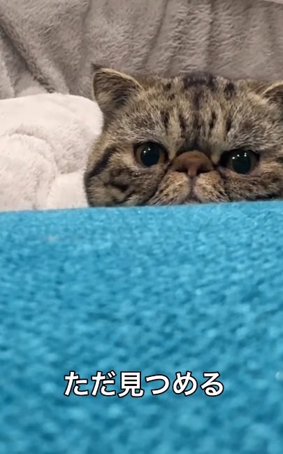 机から覗いて飼い主を見るブラウンクラシックタビー